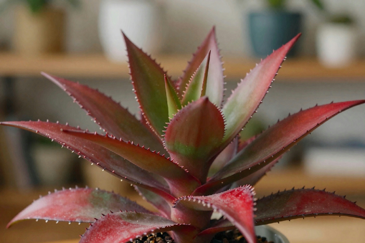Foglie rosse d'inverno: perché l'albero di giada rende la tua casa speciale in questa stagione