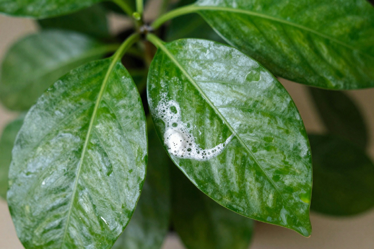 Trucco infallibile con bicarbonato per foglie brillanti e senza polvere nel tuo appartamento